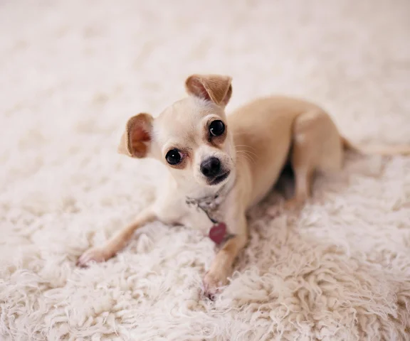 Wpadł do szczeliny lodowca. Pomogła Chihuahua!