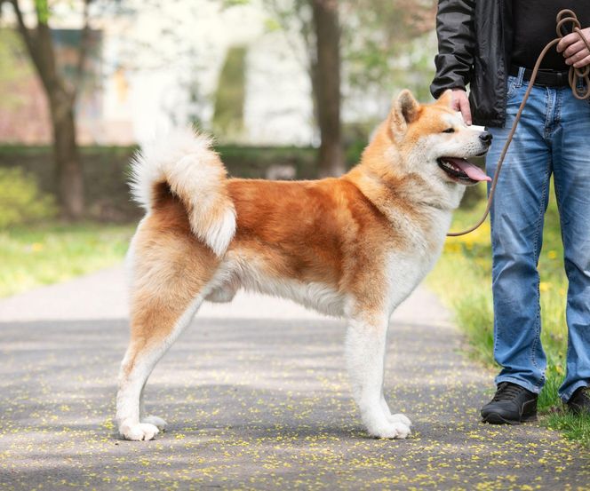 Akita Inu