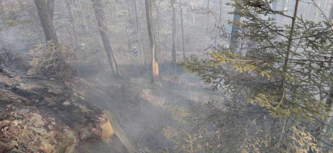 Dzień Ziemi 2020 pod znakiem pożarów lasów. W Bukowcu ktoś zaprószył ogień