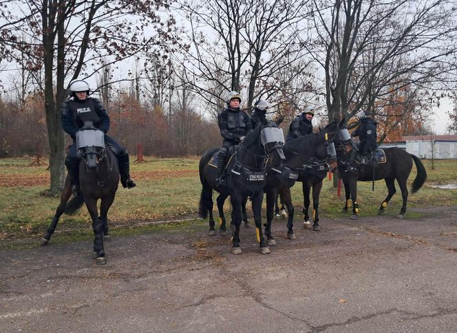 Atestacja koni służących w łódzkiej policji i straży miejskiej