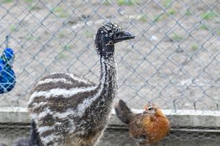 Pisklęta emu zamieszkają w poznańskim ZOO 