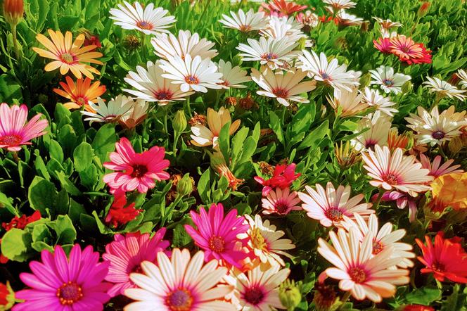 Osteospermum