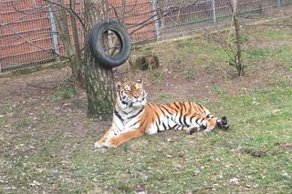 Sprawdziliśmy, jak tygrysica z Myślęcinka radzi sobie po śmierci Altaja. Dyrektorka ogrodu: są nadzieje na potomstwo