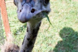 Struś Tadzio poznaje na spacerze owce Henia