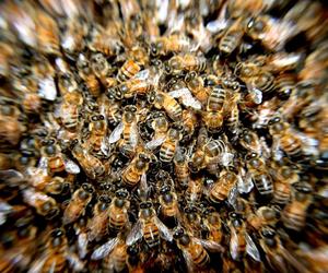 Ponad 2,5 tys. pszczół na placu zabaw. Do akcji wkroczyło pogotowie pszczelarskie