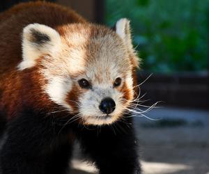 Cud narodzin w poznańskim zoo! Czekali na to ponad 20 lat