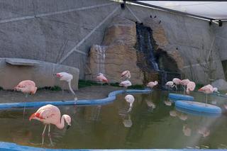 Wiosenny spacer w zamojskim zoo