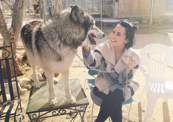 Demi Lovato z wilkami - Instagram