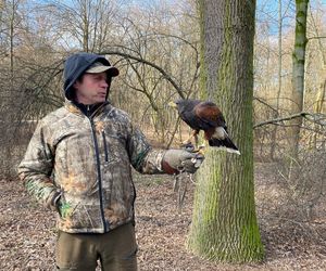 Drapieżnik lata nad „Aleksandrią”. Jastrząb Grażyna płoszy gawrony