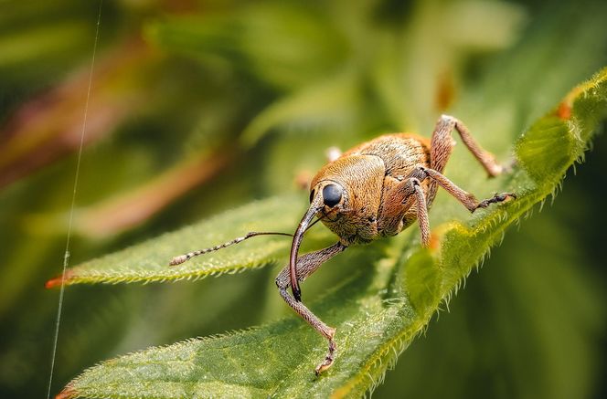 Słonkowiec orzechowiec