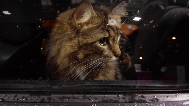 Kot pod maską samochodu – te proste zasady oszczędzą ci wiele kłopotów z „pasażerem na gapę”