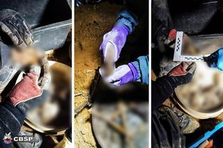 Wojna spirytusowa w Zgorzelcu. Po 26 latach zatrzymano podejrzanych o zabójstwo