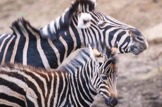 W ZOO Wrocław urodziła się nowa zebra