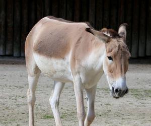 Niezwykłe wieści z brytyjskiego zoo. Na świat przyszło jedno z najrzadszych zwierząt