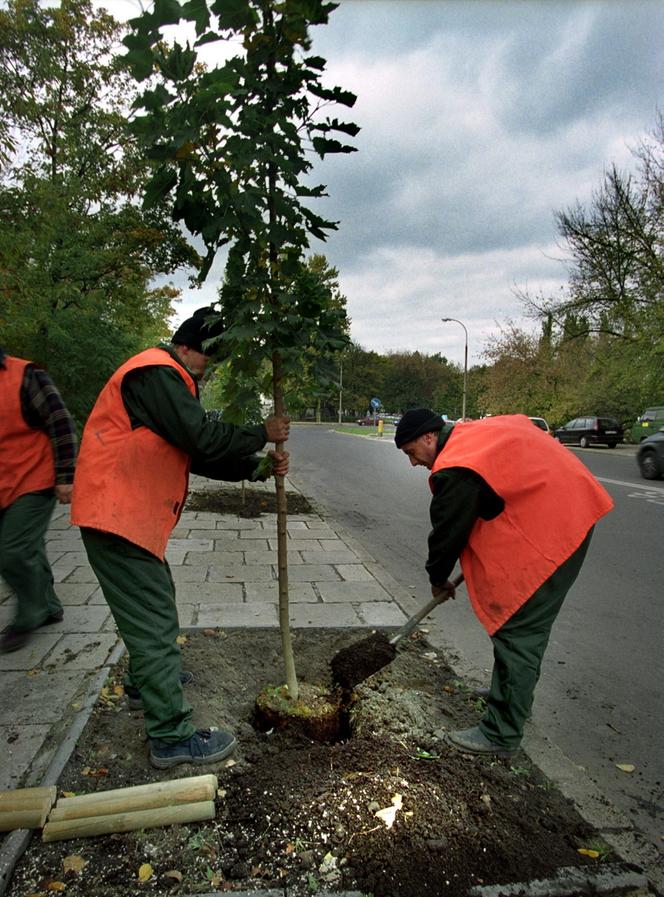 Zazielenianie stolicy. Posadzą 2137 nowych drzew i krzaków! „Nowoczesna Warszawa to miasto zielone”