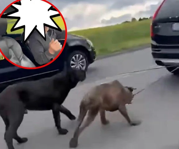 Mężczyzna ciągnął psy za autem. Mamy szokujące nagranie