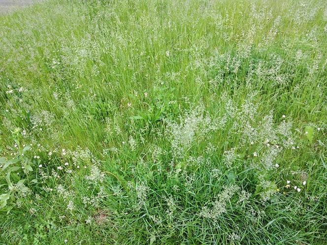 Miejskie łąki w Tarnowie