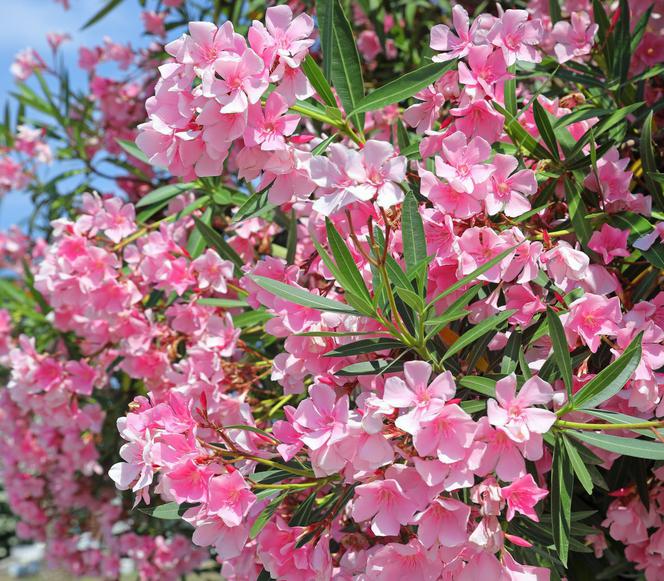 Oleander