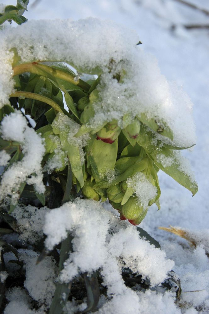 Ciemiernik cuchnący