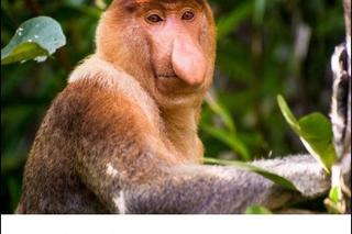 Memy na tłusty czwartek 2024