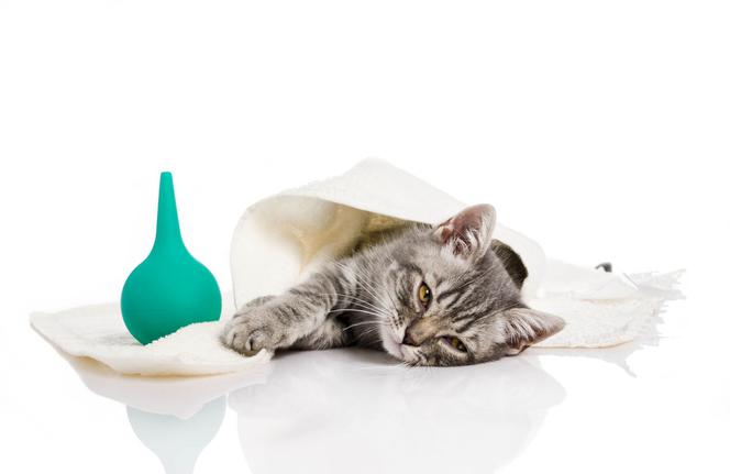 FIV - nabyty niedobór immunologiczny u kota