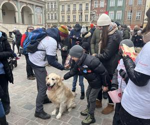 Golden Retriever WOŚP 2024 w Poznaniu. Psiaki też zbierają na dzieciaki. Kwesta na WOŚP i pokazy Golden Retrieverów 