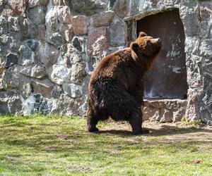 Nowe niedźwiedzie w zoo Akcent w Białymstoku