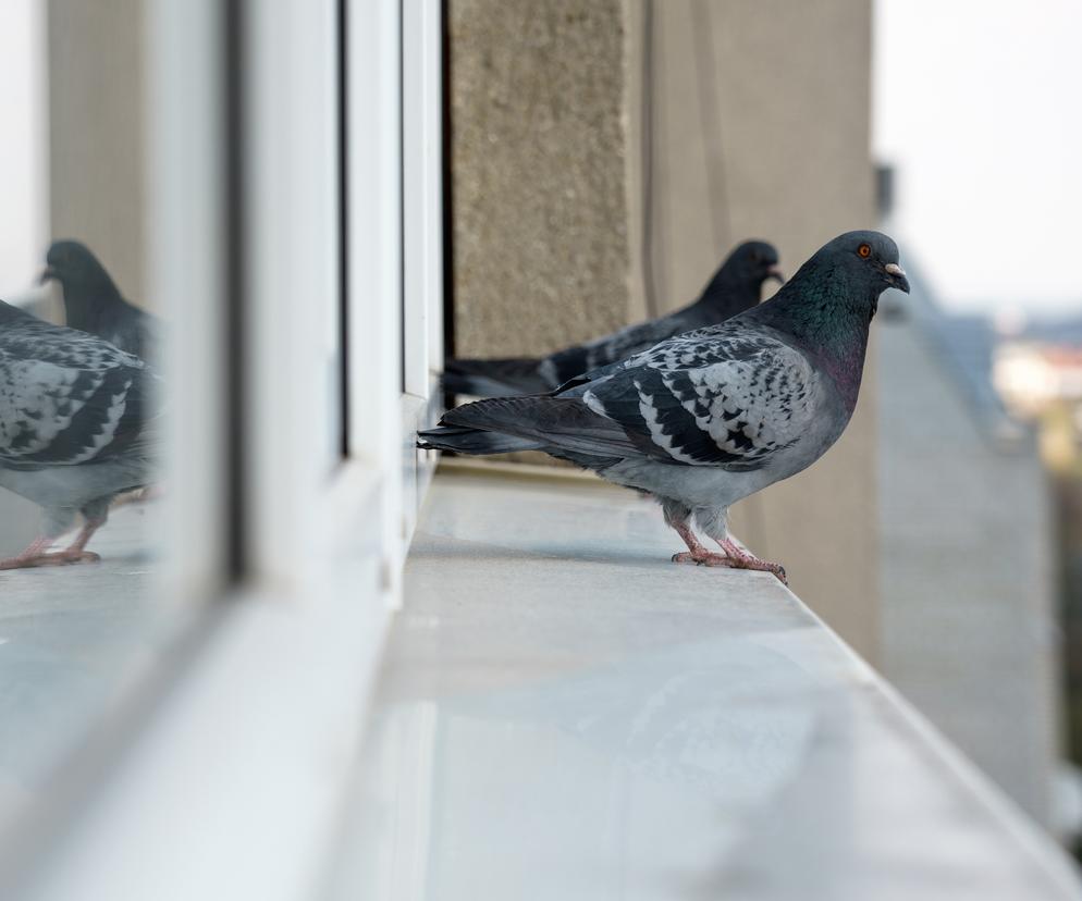 Jak zmniejszyć liczbę kolizji ptaków ze szklanymi fasadami – webinar