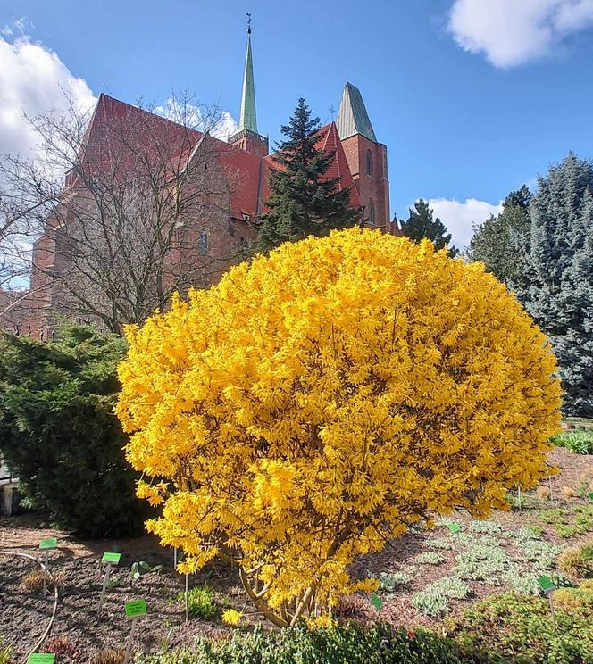 Już 1 kwietnia po zimowej przerwie otwiera się wrocławski Ogród Botaniczny UWr! Co będzie się działo? Ile kosztują bilety?