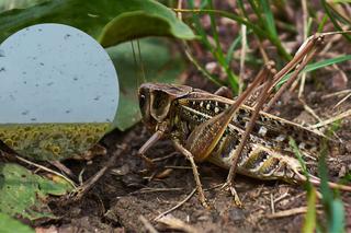 Plaga szarańczy w Rosji! Pustoszą uprawy na południowym-zachodzie kraju