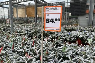 Ceny choinek w Krakowie szokują. Nawet 1299 zł za sztuczne drzewko! 