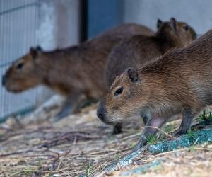 Kapibary przejmują łódzkie ZOO! Do dwóch samic dołączył samiec