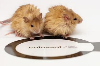 Naukowcy stworzyli włochate myszy