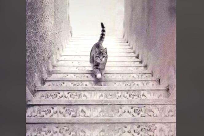 Co widzisz na tym obrazku? Kot wchodzi po schodach czy schodzi?
