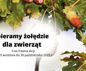 Zbiórka żołędzi