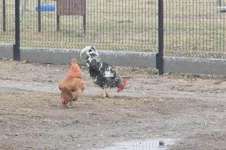 Ktoś kradnie i morduje kury