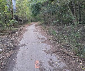 Tak wygląda leśna droga między ul. Wybickiego a ul. Gościnną w Panewnikach