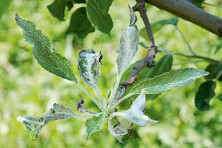 Mączniak jabłoni - groźna choroba drzew owocowych