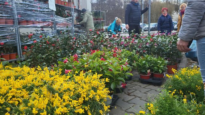 Wiosenny Kiermasz Ogrodniczy w Bydgoszczy! To był raj dla miłośników zieleni