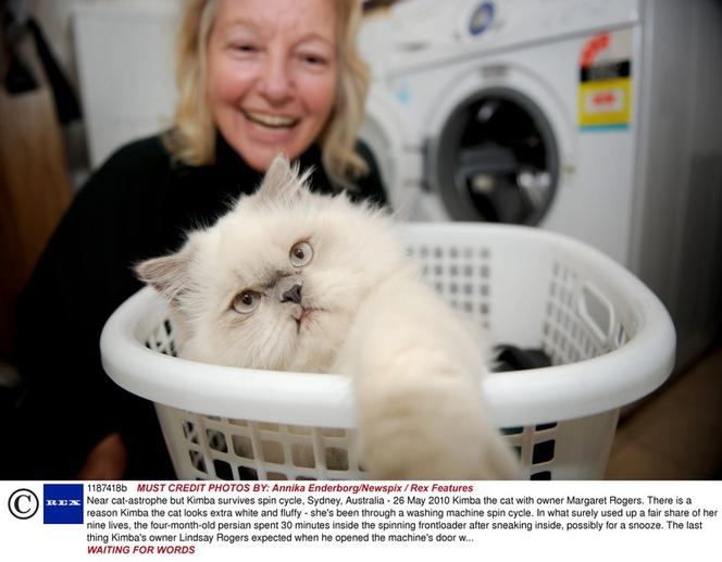 Kot wyprany w pralce