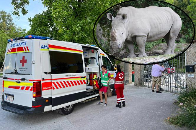 Makabra w zoo! Nosorożec przebił klatkę piersiową swojej opiekunki. 33-latka konała w męczarniach