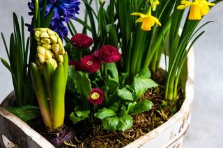 Kompozycje kwiatowe na wiosnę