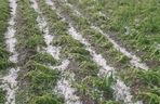 Zniszczone plantacje warzyw i owoców na Dolnym Śląsku. To był prawdziwy armagedon 