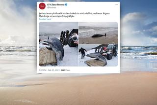 Martwy delfin na bałtyckiej plaży! Naukowcy wyjaśniają, co się stało