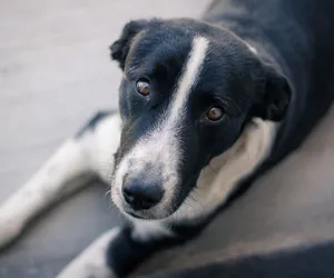 Afera w Płocku! Wolontariusze schroniska piszą o sankcjach, wulgaryzmach i straszeniu