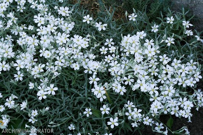 Białe kwiaty ogrodowe: rogownica