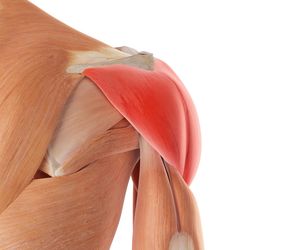 Mięsień naramienny – budowa, funkcja, ból i ćwiczenia