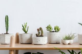 Rośliny kaktusowate