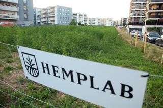 Każdy będzie mógł wziąć trochę konopi. W piątek wejdziecie na słynne lubelskie pole