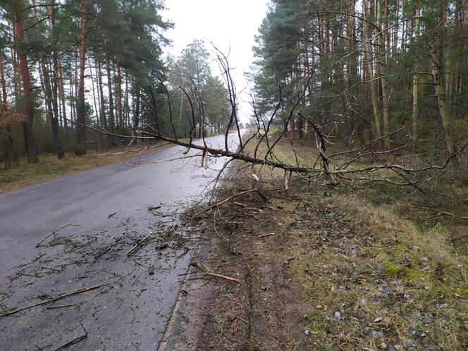 Orkan Sabina (Ciara) w Podlaskiem. Skutki wichur